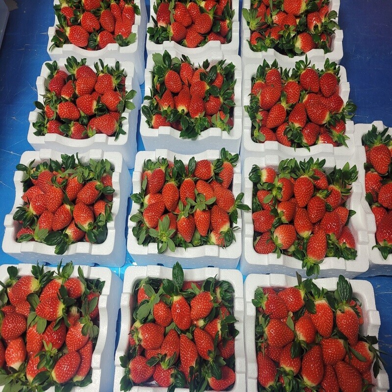 두타롱,[1~2월 한정] 두타롱 딸기 500g/ 1kg(삼척산 딸기, GAP인증)